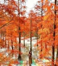 初冬限定洪澤湖濕地絕美勝境|小眾仙境打卡指南