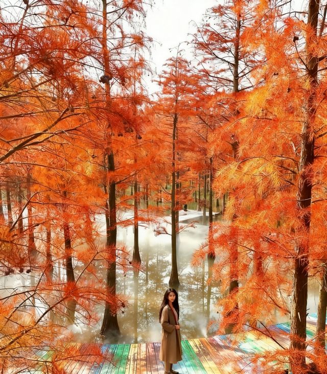 初冬限定洪澤湖濕地絕美勝境|小眾仙境打卡指南 初冬限定洪澤湖濕地絕美勝境|小眾仙境打卡指南