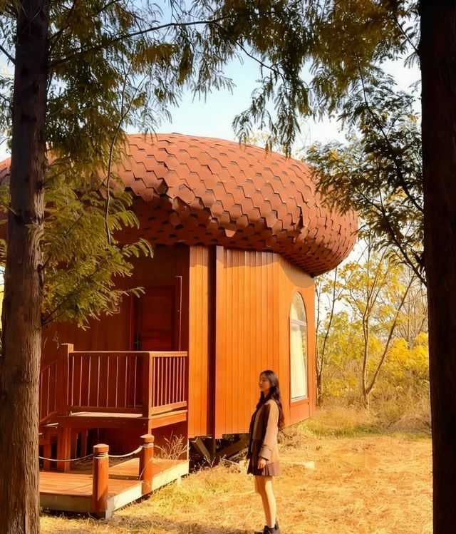 初冬限定洪澤湖濕地絕美勝境|小眾仙境打卡指南 初冬限定洪澤湖濕地絕美勝境|小眾仙境打卡指南