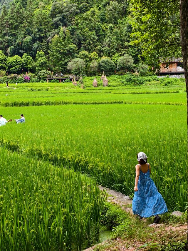 肇興侗寨&堂安梯田|人均800三天兩晚