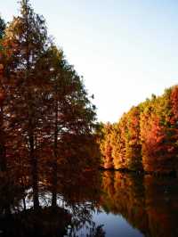 秋日陰雨漫步水杉林