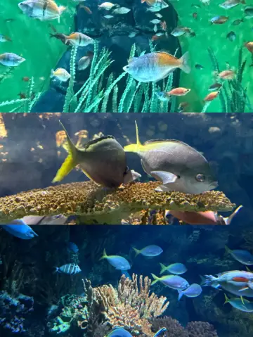 Shanghai Ocean Aquarium, 18 live shots just can't capture it all!