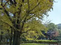 逛香山不費腿攻略。