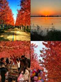 陽澄湖楓葉真的美到窒息超詳細攻略來啦 深秋的蘇州 簡直是人間天堂 除了人山人海的天