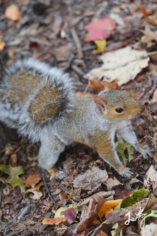 紐約的秋天，從中央公園Central Park開始