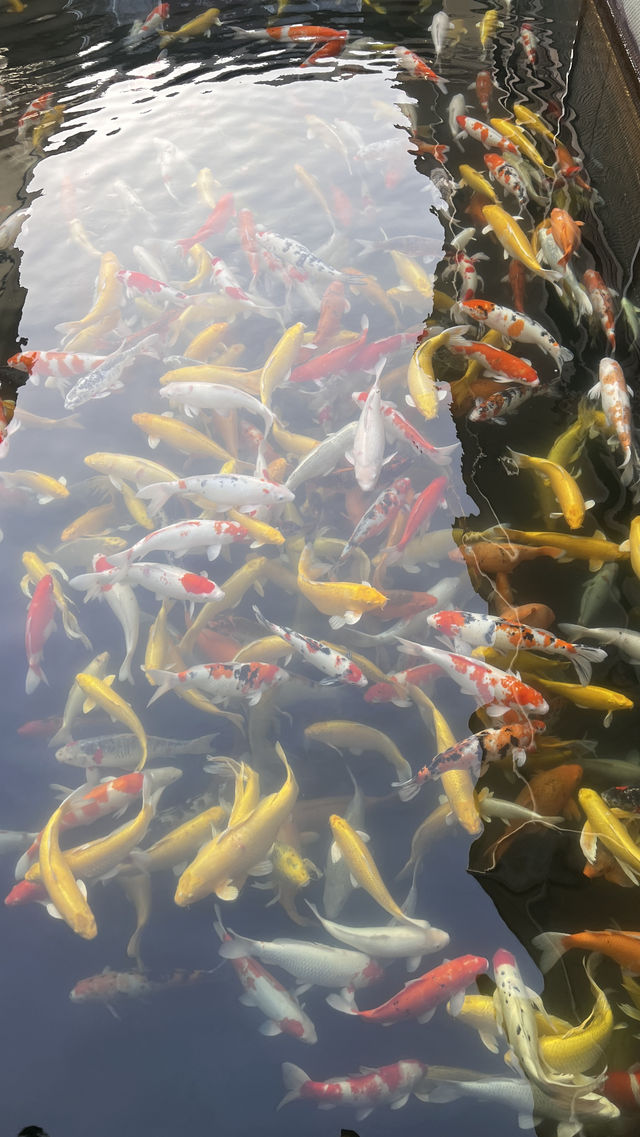 千島湖的藍綠美學 周末逃離城市計劃get!這裡的湖水清澈見底,連呼吸都是甜的~ - 必打卡景點 千島湖的藍綠美學 周末逃離城市計劃get!這裡的湖水清澈見底,連呼吸都是甜的~ - 必打卡景點