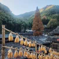 黃南林坑古村落｜藏著一整個絕美曬秋畫卷！