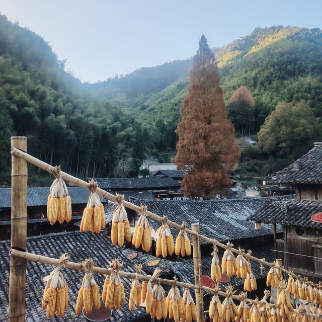 黃南林坑古村落｜藏著一整個絕美曬秋畫卷！