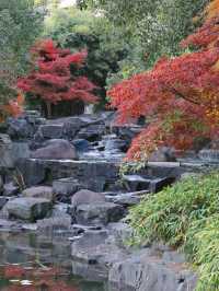 上海東郊賓館|滬上秋景絕絕子人間仙境