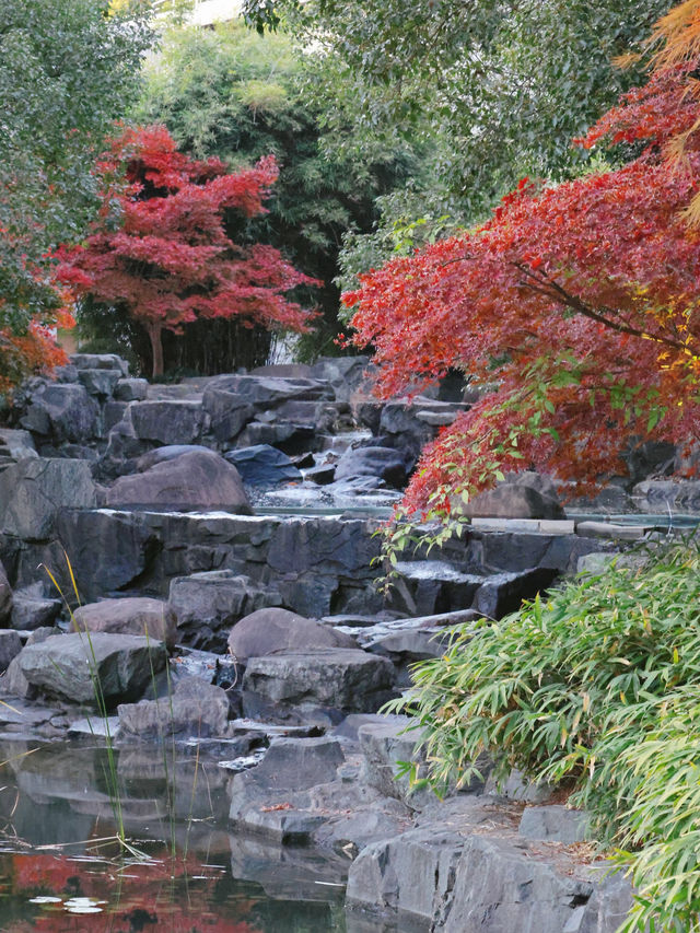 上海東郊賓館|滬上秋景絕絕子人間仙境 上海東郊賓館|滬上秋景絕絕子人間仙境