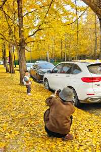 蛟龍活水公園拍銀杏