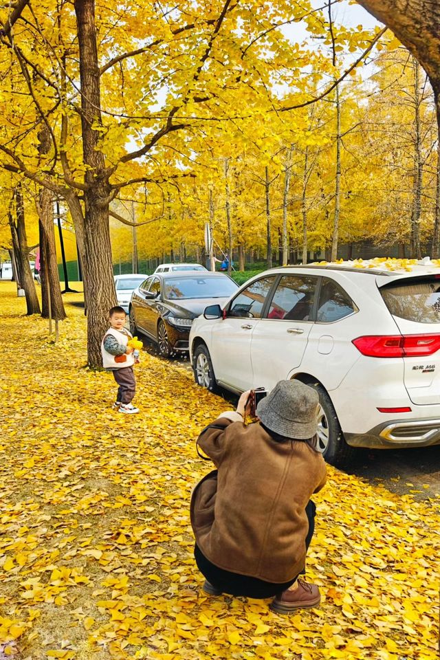 蛟龍活水公園拍銀杏