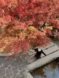 在成都隱藏的江南園林!感受一場盛大的秋天