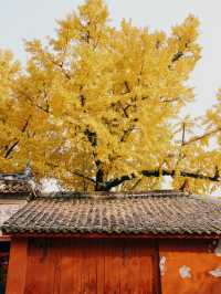 錯過三星堆!卻遇見1700歲的銀杏神仙眷侶