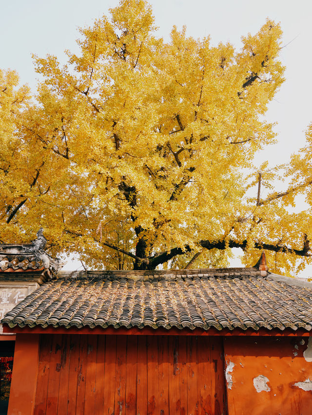 錯過三星堆!卻遇見1700歲的銀杏神仙眷侶 錯過三星堆!卻遇見1700歲的銀杏神仙眷侶
