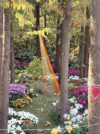 12月共青楓葉紅了銀杏黃了(附出片打卡點)