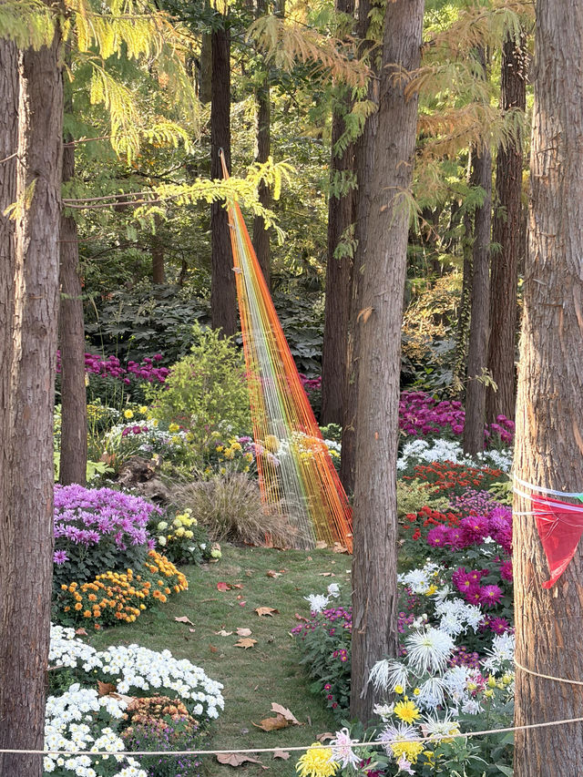 12月共青楓葉紅了銀杏黃了(附出片打卡點) 12月共青楓葉紅了銀杏黃了(附出片打卡點)