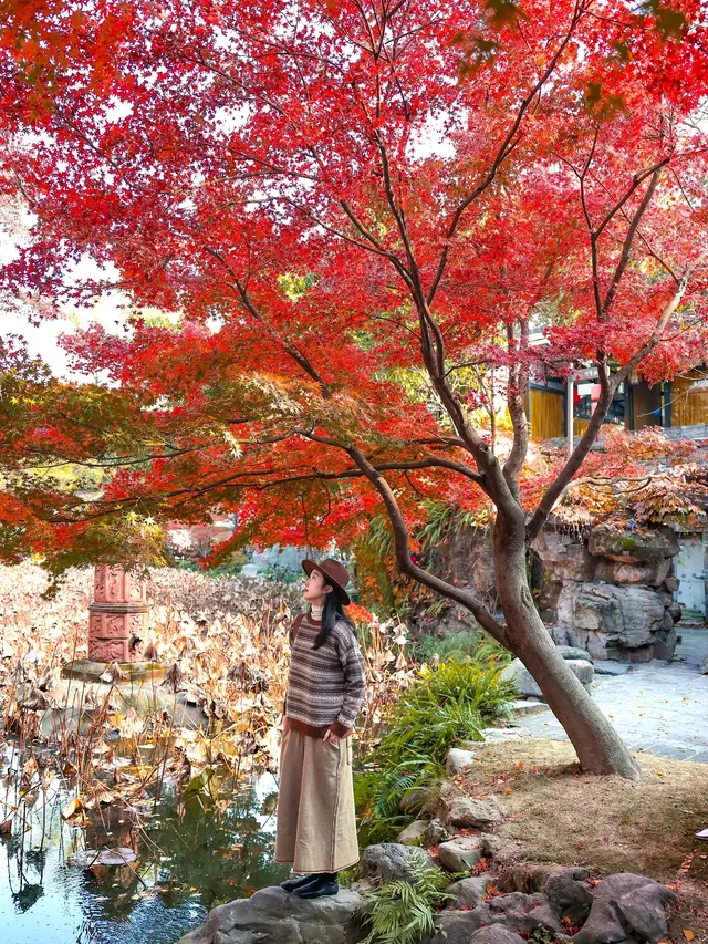 在成都拍到了和蘇州一樣的園林秋景！