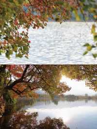 紅了！西昌邛海的烏桕，正把冬天染成滾燙的詩