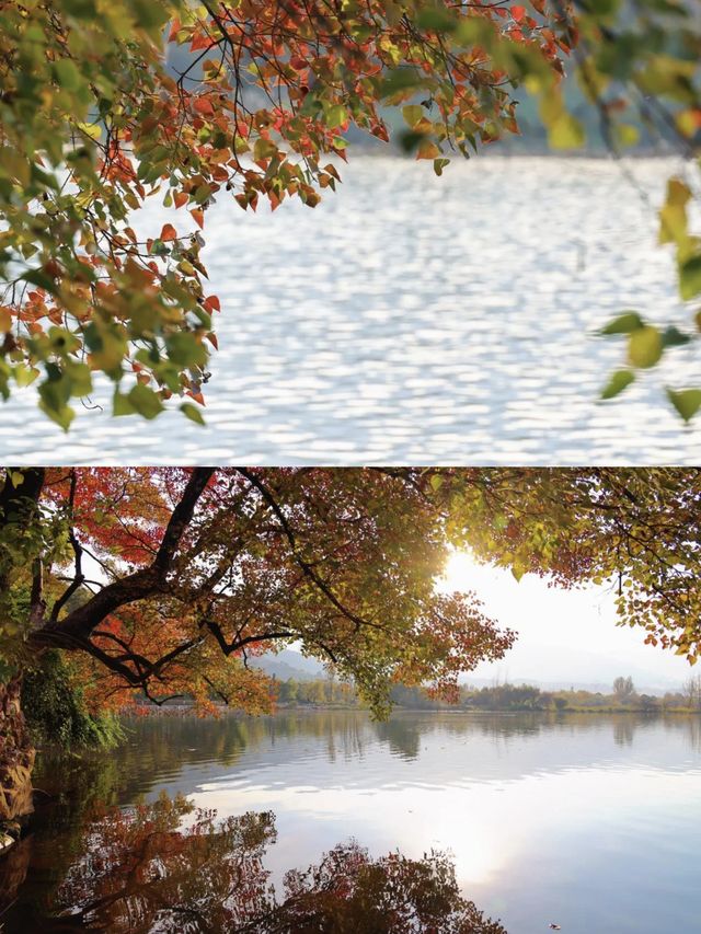 紅了！西昌邛海的烏桕，正把冬天染成滾燙的詩