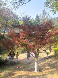 【韶關紅葉季】韶州公園漫步指南童話世界的調色盤在這裡!