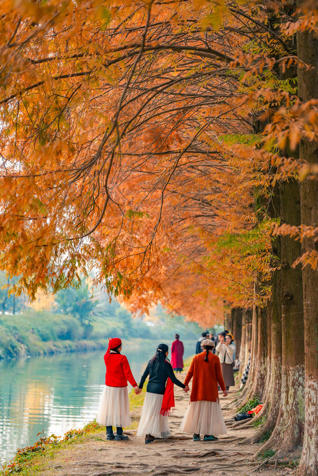 升仙湖的秋，是水杉用紅色寫的詩 