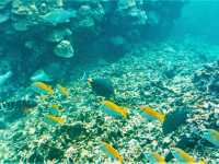 Australia’s Underwater Wonders: Top Spots for Snorkeling