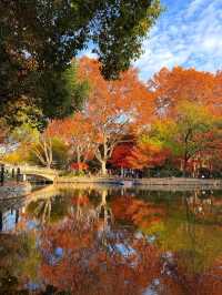 上海魯迅公園｜初冬限定！這片紅楓林美到窒息