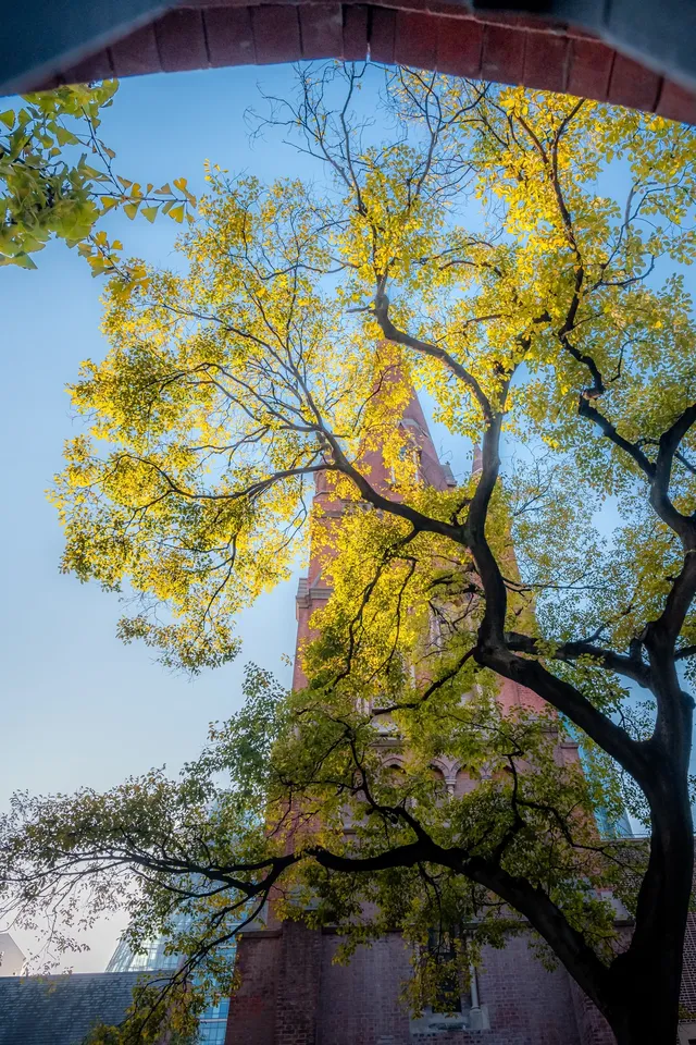 那道光撒向聖三一的銀杏上,也照進我的心裡 那道光撒向聖三一的銀杏上,也照進我的心裡