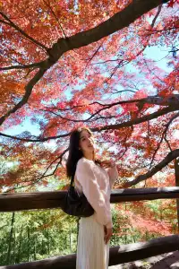 莫干山的楓葉紅啦錯過等一年