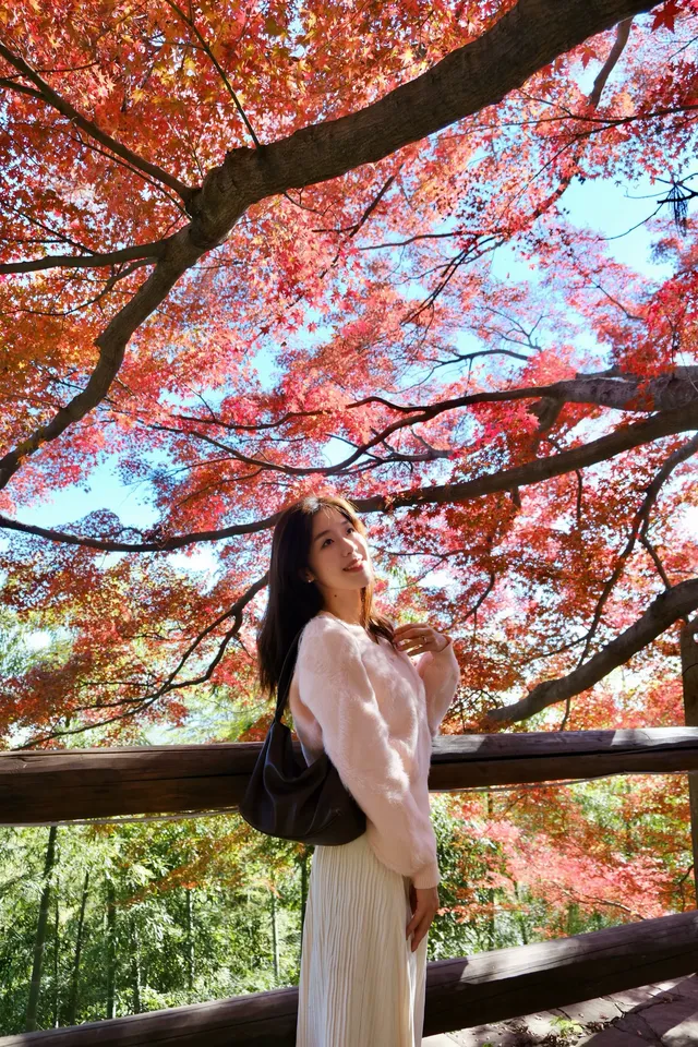 莫干山的楓葉紅啦錯過等一年