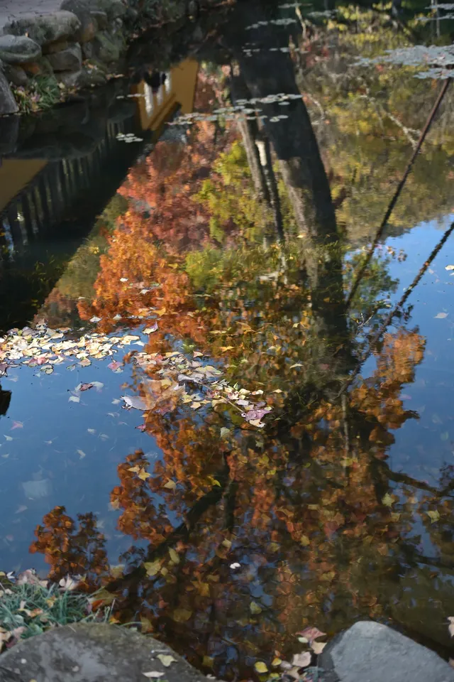 12.3蘇州賞秋實況 12.3蘇州賞秋實況