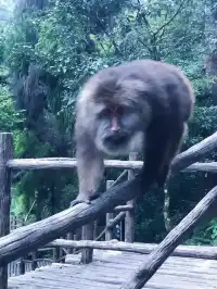 峨眉山2天1夜｜打工人週末出逃計劃！