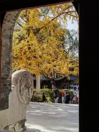 上海出發 帶娃賞秋棲霞山