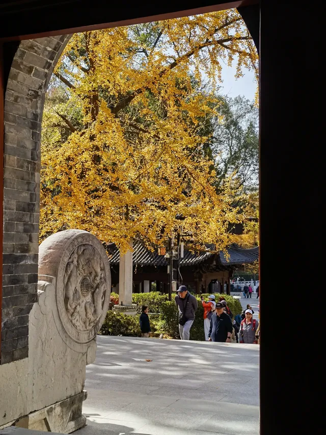 上海出發 帶娃賞秋棲霞山