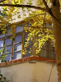 韶關南雄·帽子峰銀杏