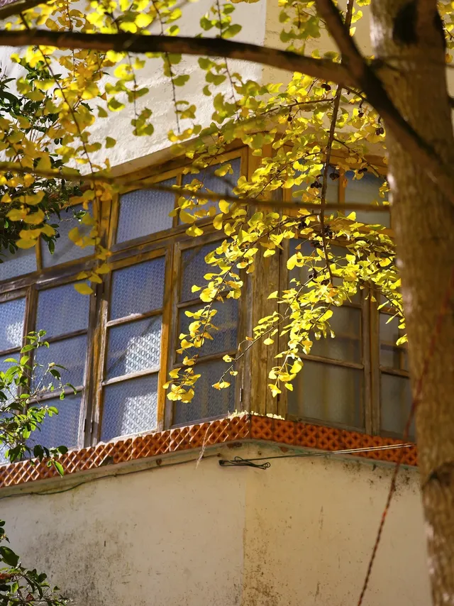 韶關南雄·帽子峰銀杏