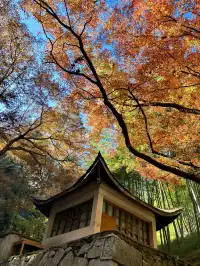 莫干山紅色氛圍已拉滿，趕緊衝！！