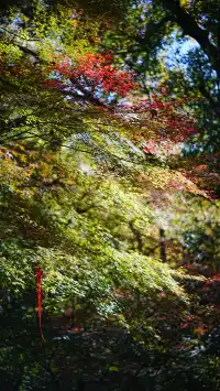 安吉｜靈峰山與章里古道