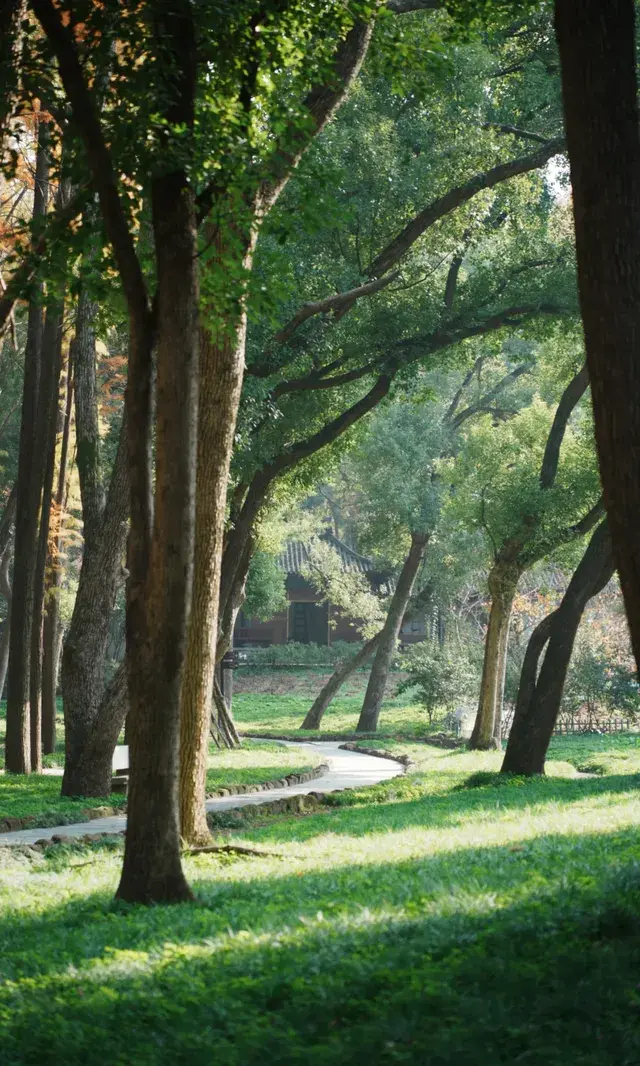 武漢東湖邊藏了個金色+鏽紅色的油畫秋天 武漢東湖邊藏了個金色+鏽紅色的油畫秋天
