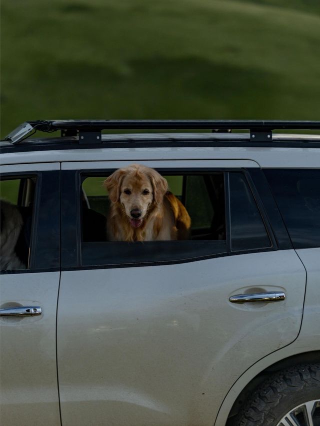 油畫般的「宗塔七色草原」是戶外人遛狗樂園 油畫般的「宗塔七色草原」是戶外人遛狗樂園
