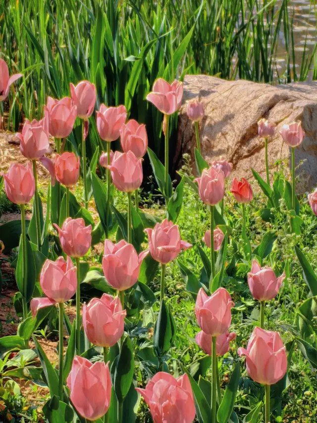Qingdao Zhongshan Park Spring Flower Viewing Guide - Romantic Check-in Like "A Little Red Flower"