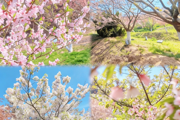 Spring In Dalian Qingming Visit to Dalian Lushun 203 Sakura Garden|A Spring Healed by ...