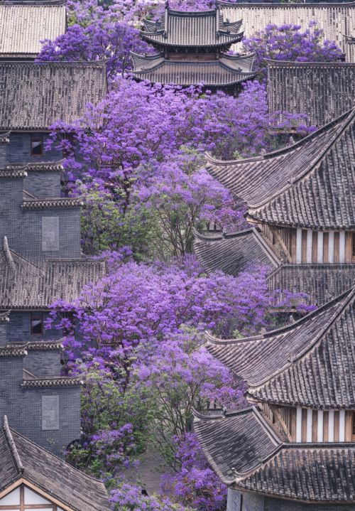Fumin Shanghe Courtyard｜The uniquely healing purple of Mancheng