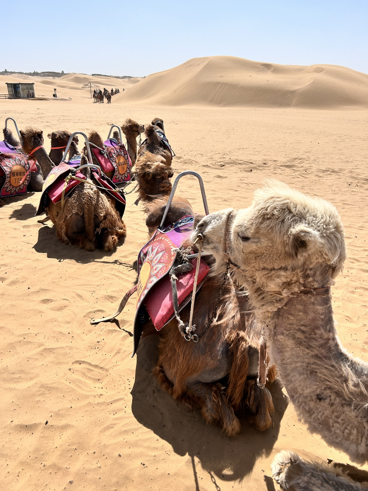 Riding a camel in the Kubuqi Desert, Inner Mongolia.