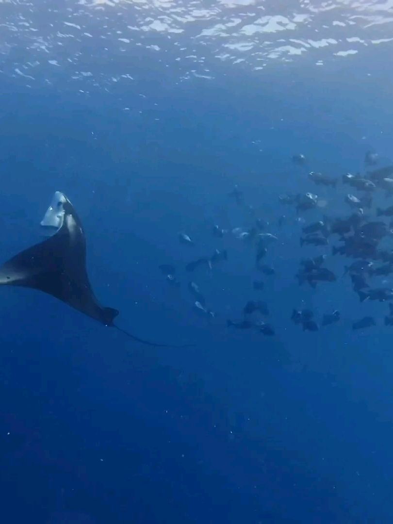 海底の超ド迫力なサメの世界を探索。 | Trip.com コロール