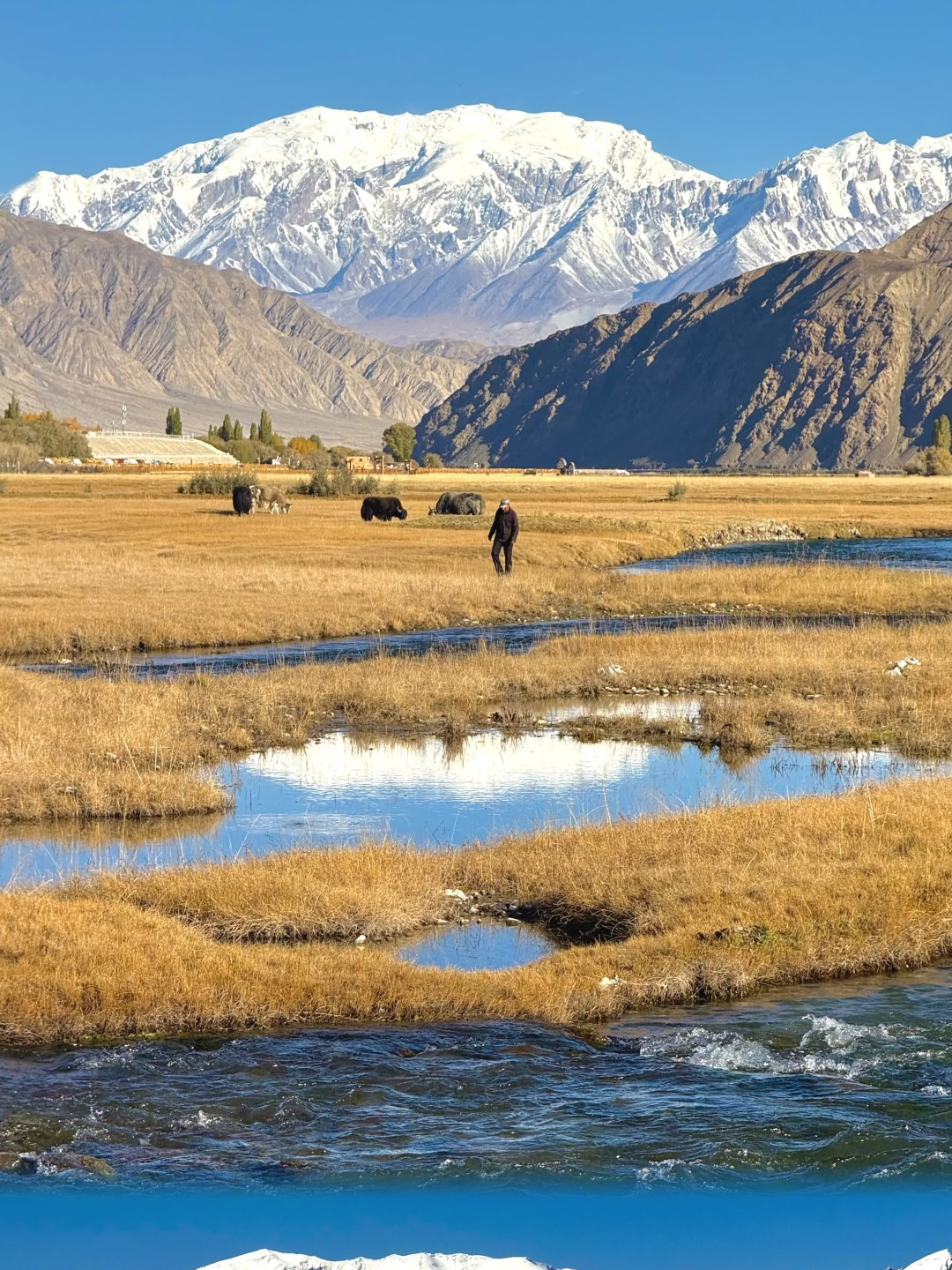 South Xinjiang golden autumn exclusive! Stunning golden grass beach  captured on 10.14 | Trip.com Tashkurgan