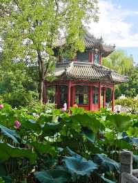 保定美景“蓮漪夏艷”:古蓮花池