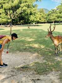 奈良公園一日遊｜小鹿治癒攻略
