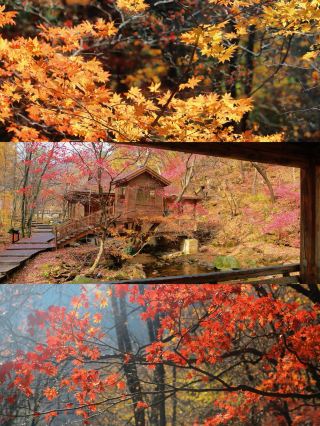 Step into the land of maple leaves and experience the autumn romance of Benxi